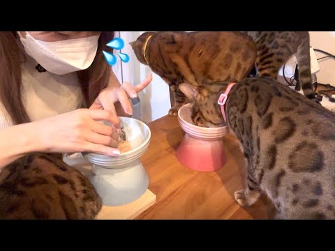 父の日テトケーキ作りに群がるベンガル家族