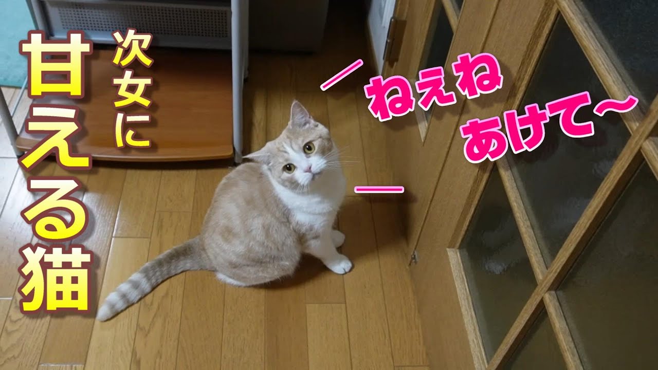 どうしてもこの扉から出入りしたい猫【スコティッシュフォールド】【アビシニアン】
