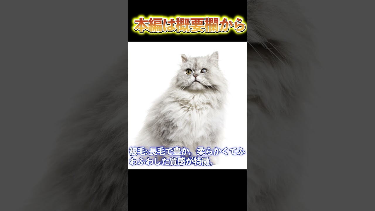 【本編は概要欄から】ペルシャ猫の優雅な生活：その特長と飼育のコツ_#世界の犬猫動物CH_#shorts