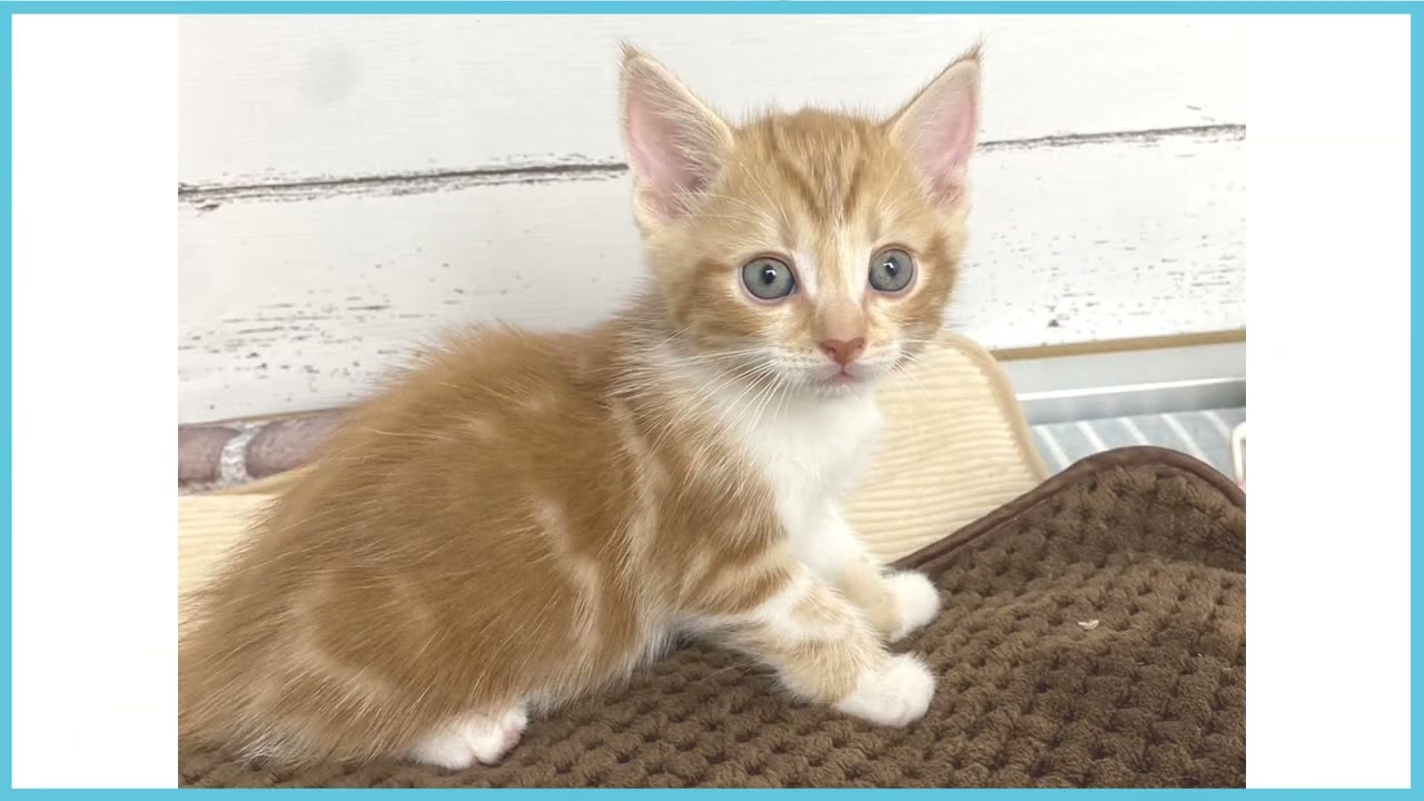 ペットショップCOO＆RIKU No00678707 アメリカンカール