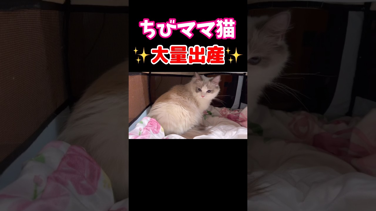 陣痛の波が来たラグドール #shorts #猫 #ラグドール