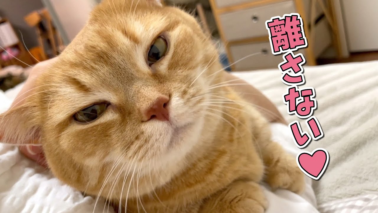 ２日ぶりに帰ったら甘えん坊猫が離れなくなりました…！