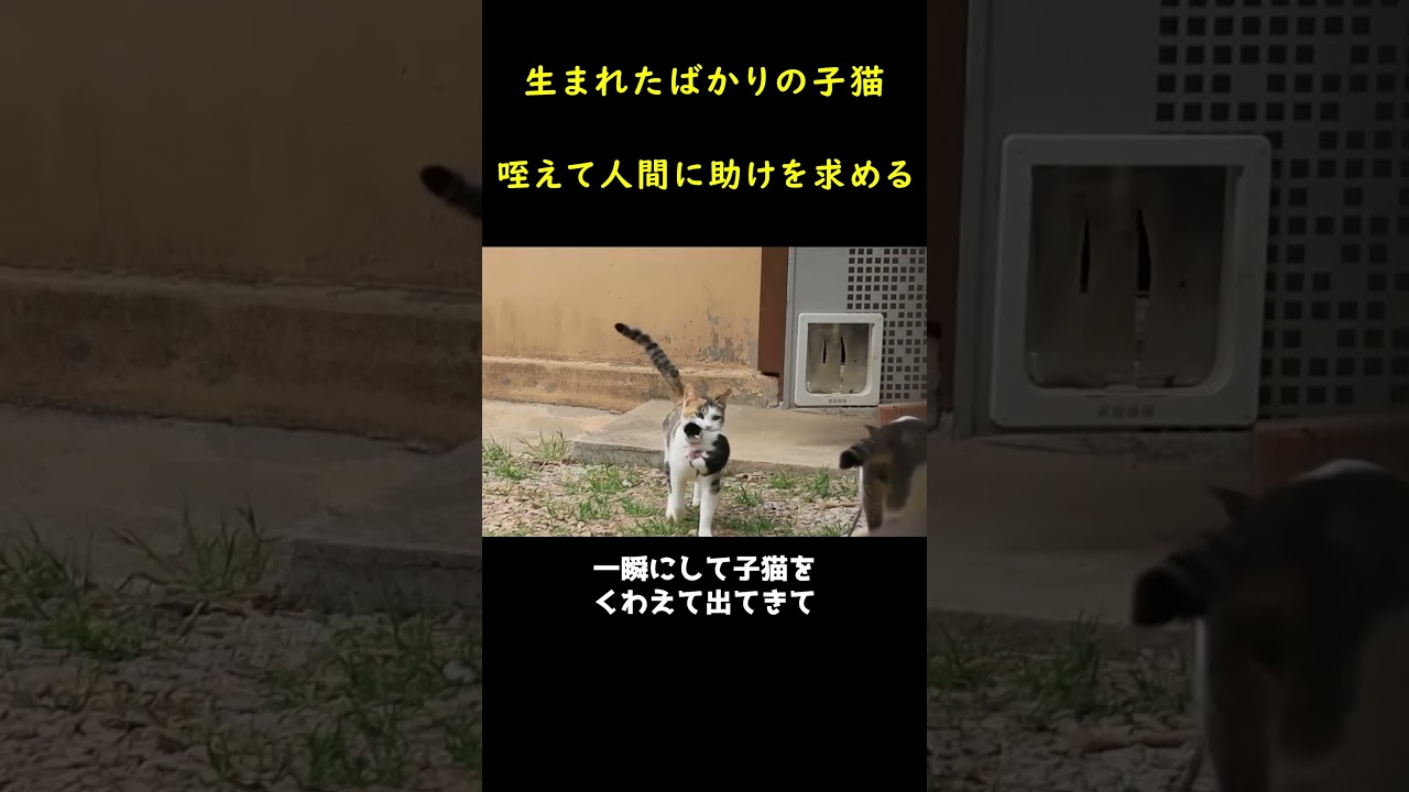 子猫をくわえて家まで運ぶ母ネコ！！🐱