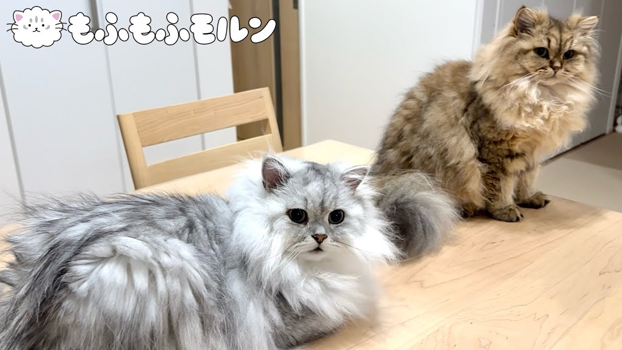ブラッシング嫌いの子猫にスプレーしてみた結果…【サイベリアン】
