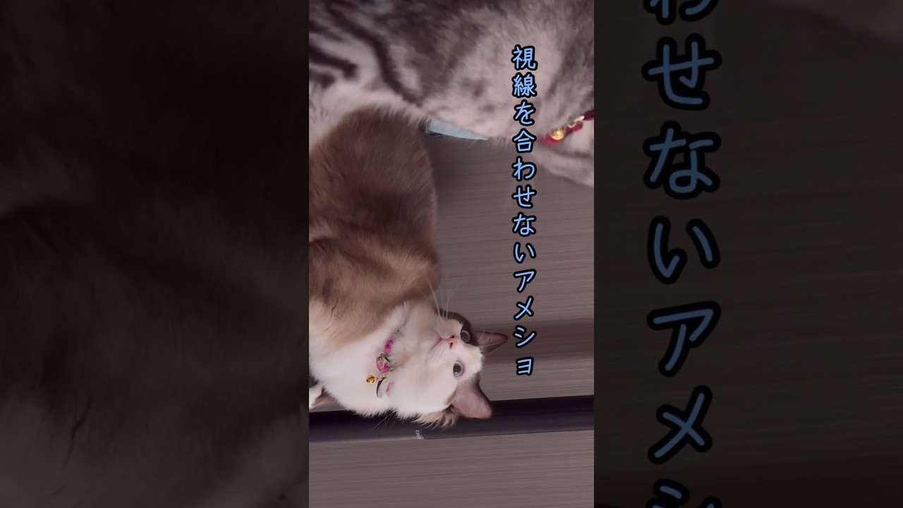 【猫動画】永遠に遊んでいたいラグドール😈#猫#ラグドール #アメリカンショートヘア