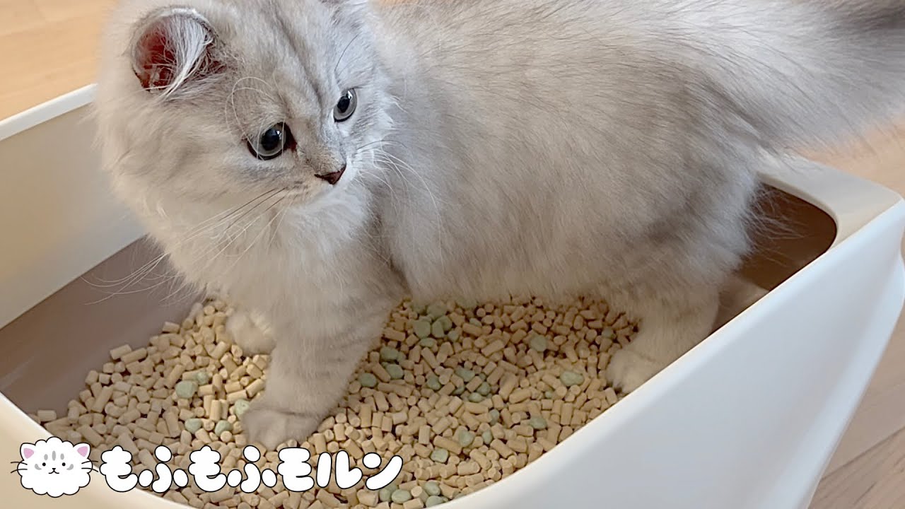子猫に新しいシステムトイレをプレゼントしました【サイベリアン】