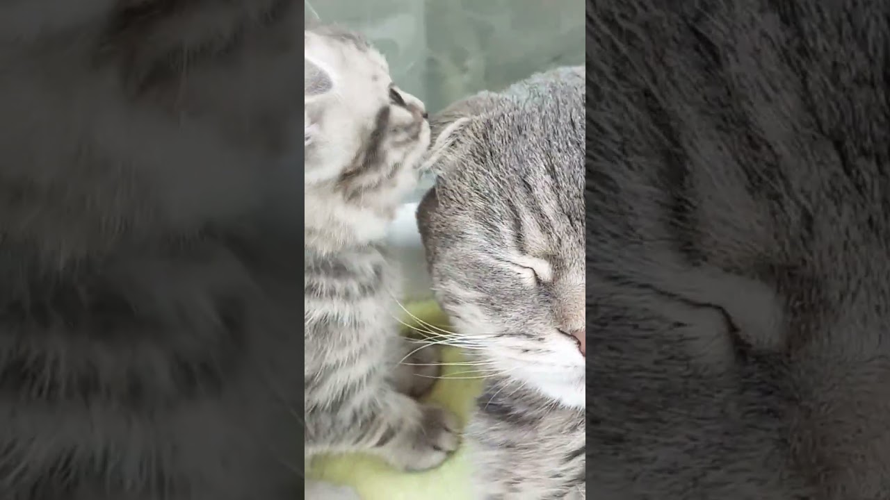 🐱Оближу папу! #кошки