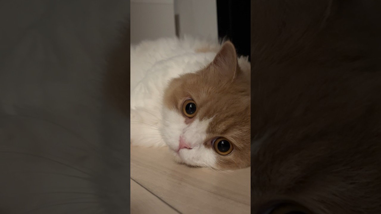 リラックス度MAXな猫さん　#cat #マンチカン #猫のいる暮らし #猫のいる生活 #猫 #猫好きさんと繋がりたい #cute