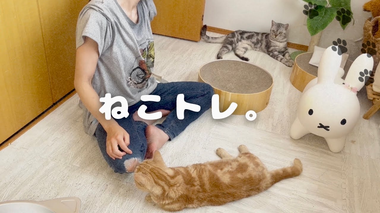 猫といっしょにトレーニング。 #猫の鳴き声 #マンチカン