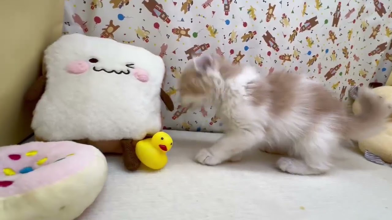 Coo&RIKU　No674563　アメリカンカール