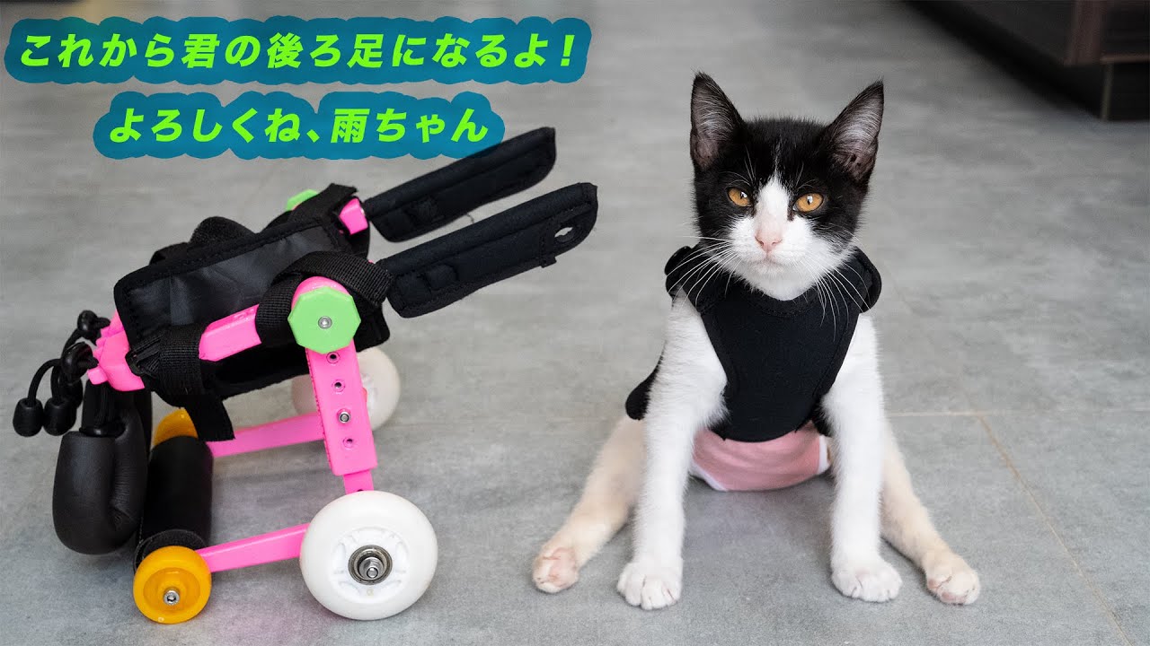 後ろ足が不自由な子猫に車椅子をプレゼント！生まれて初めて4本脚で歩く子猫の感動の瞬間