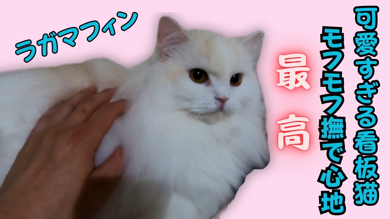繁殖場からレスキューのラガマフィン素っ気ない態度もあざと可愛い姿にキュン（保護猫カフェ猫の木）十三駅　The Ragamuffin staff cats are so cute
