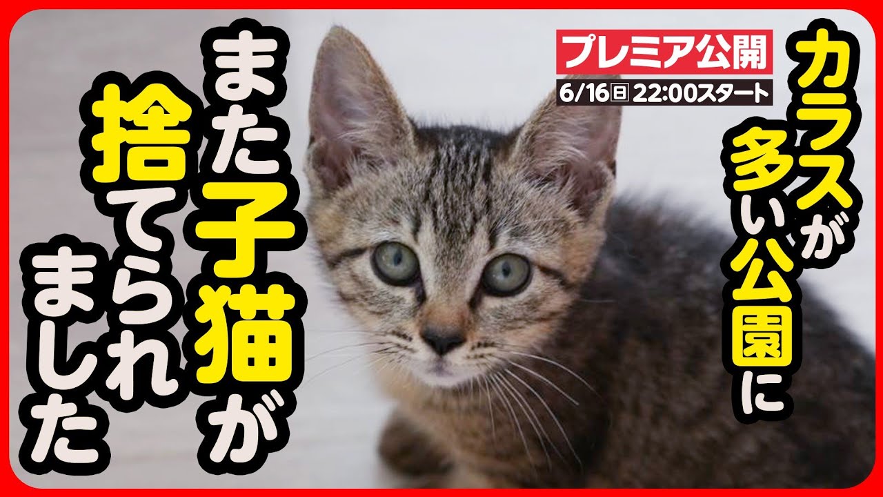 【子猫 保護】また子猫が捨てられました...