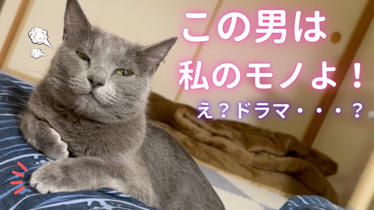 【猫ロシアンブルー】そらちゃんの“パパ独占欲”が爆発した休日〜後編〜