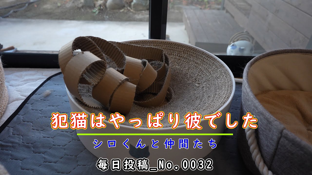犯猫はやっぱり・・・犯行現場をバッチリ捕えました