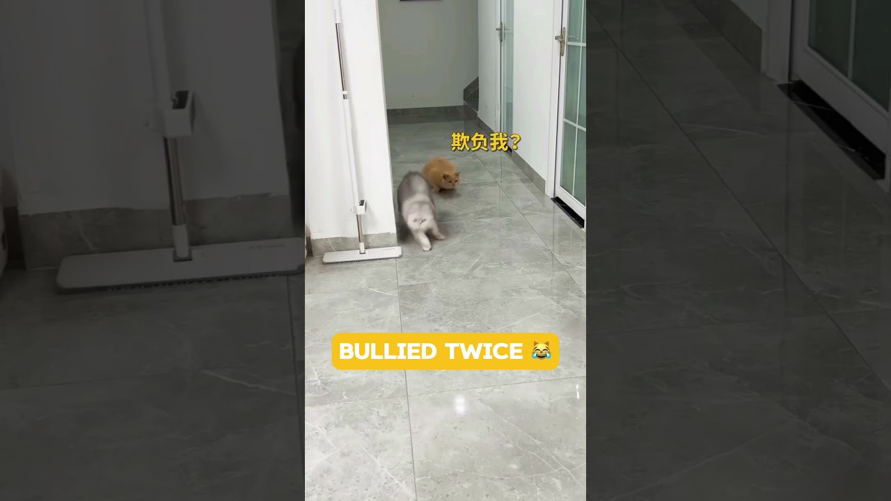 Bullied twice 😹 Thumbs up for the brown cat 👍 | Subscribe
