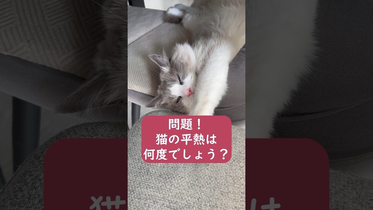 猫のひげは全部で何本？　#ラグドール #猫のいる暮らし #猫クイズ