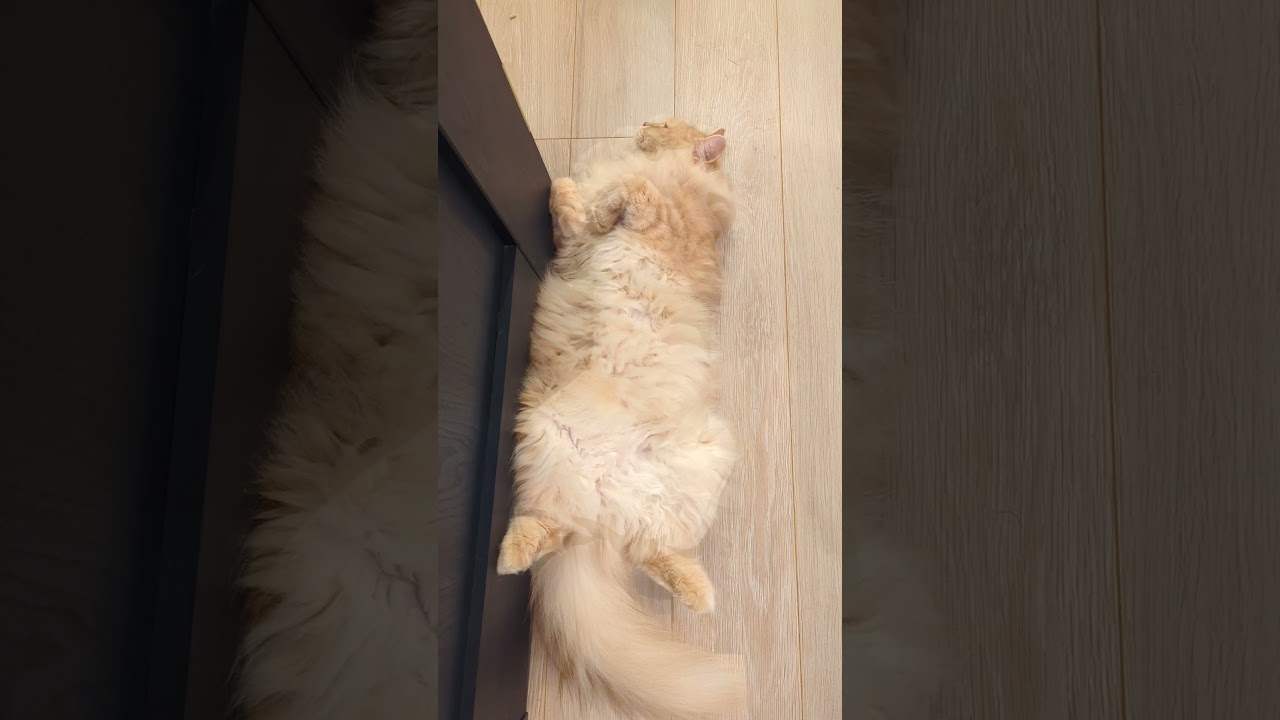 猫様のへそ天の彫像ww #サイベリアン #子猫 #cat #shorts
