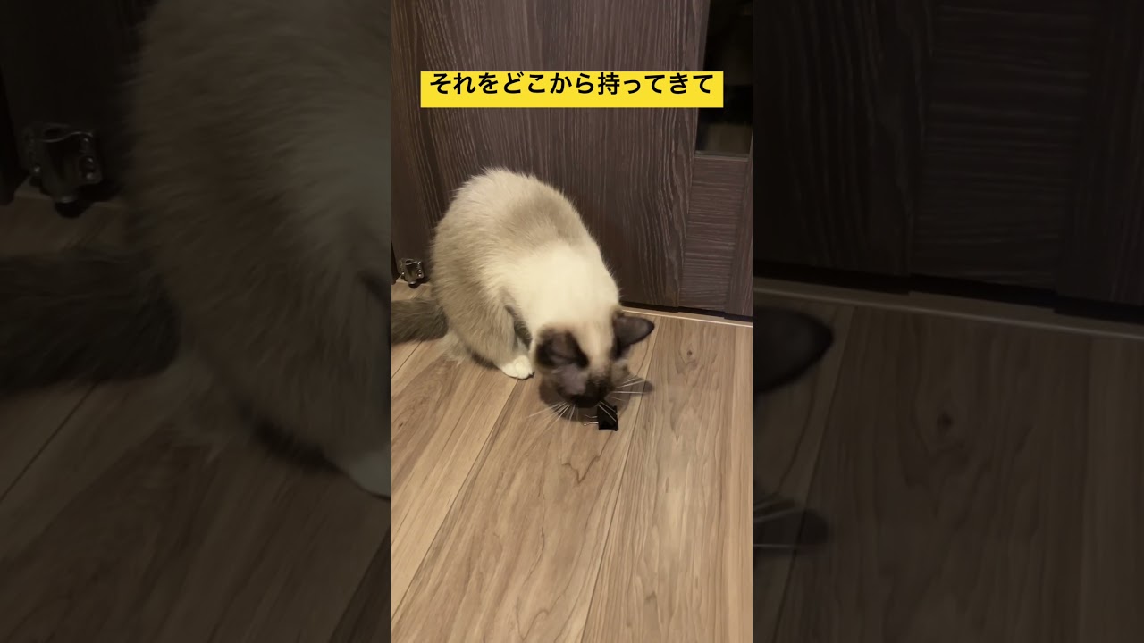 どこから見つけてきたの？ #ragdoll #cats #ラグドール #ねこのいる生活 #ねこあるある #ここではないどこかへ #GLAY