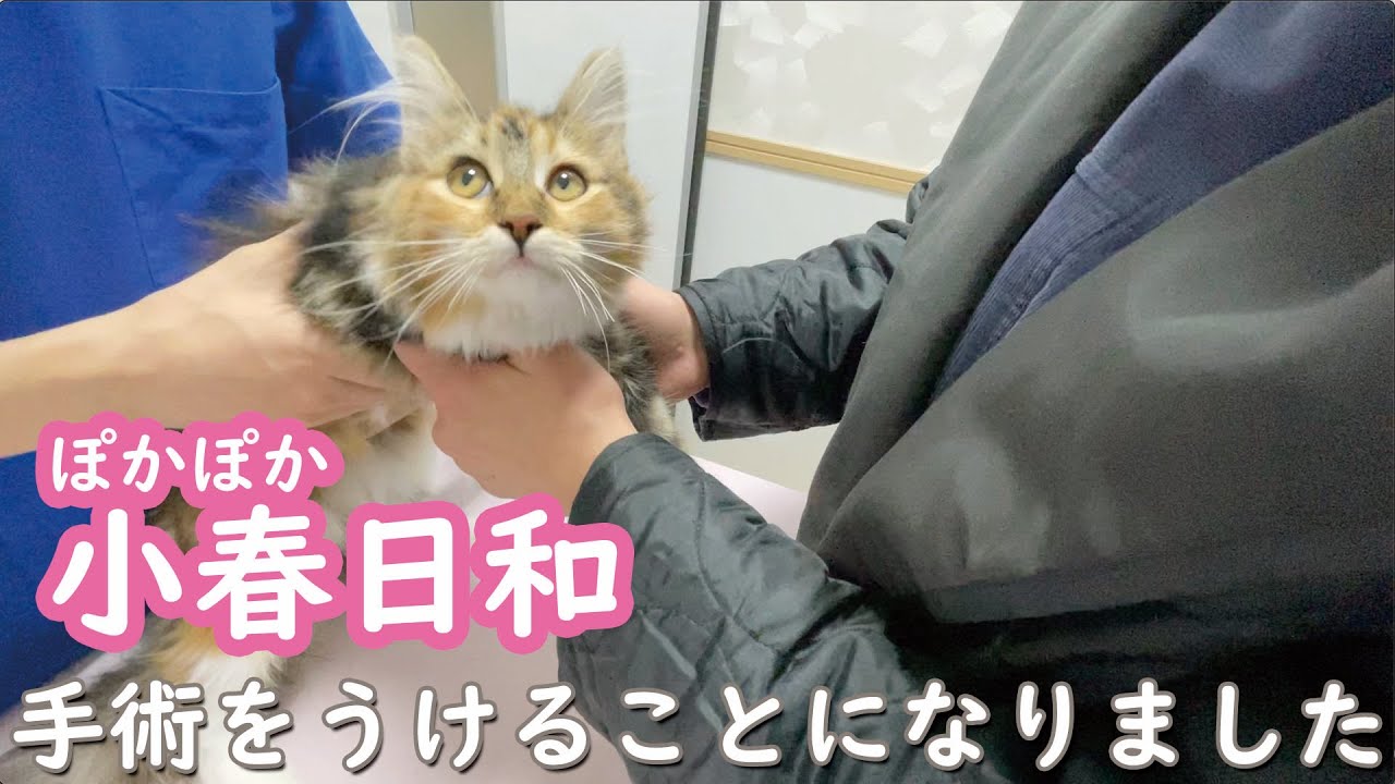 【メインクーン】手術することにしました【子猫】