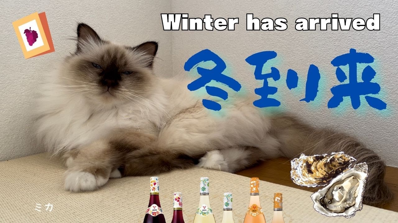 明日から１２月【冬到来】Winter has arrived（バーマン猫）Birman/Cat