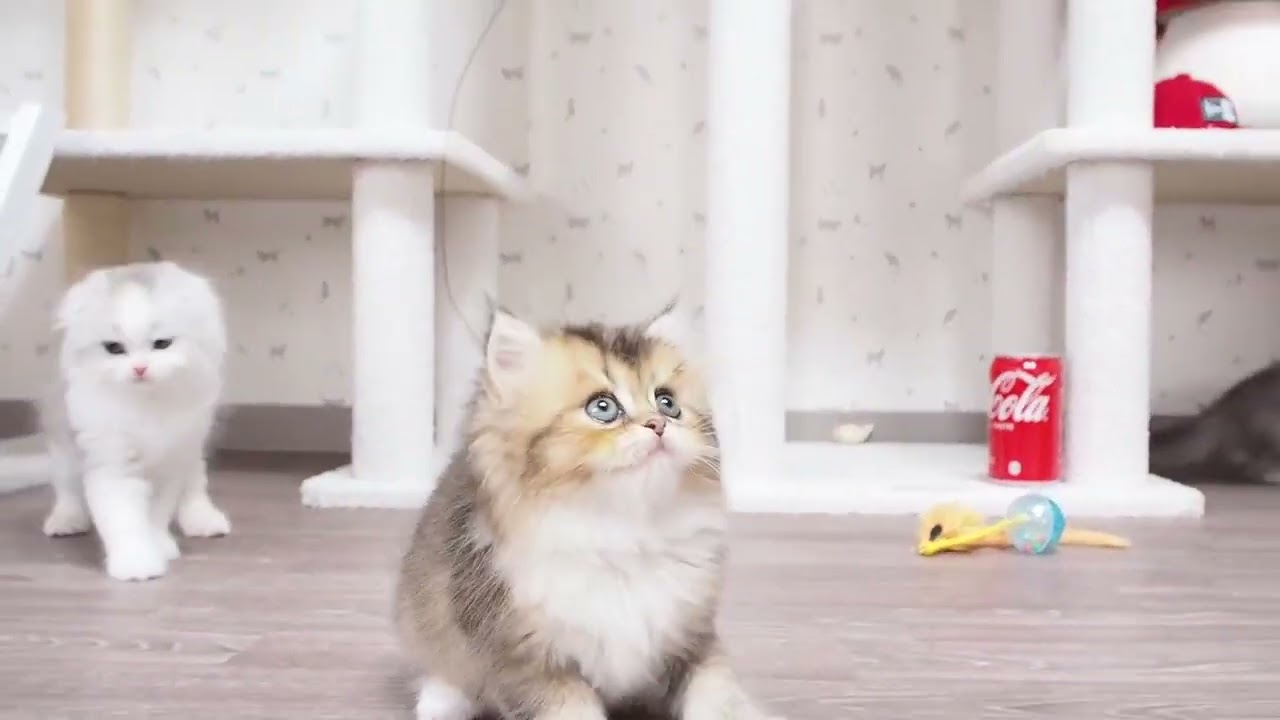 スコティッシュフォールド 遊び大好きで陽気な性格　父親ＩＣＣチャンピオン　ブラウンティックドタビー（ロングヘアー）