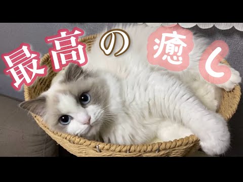 【保存必須⁉︎】子猫のラグドールに癒されていってください