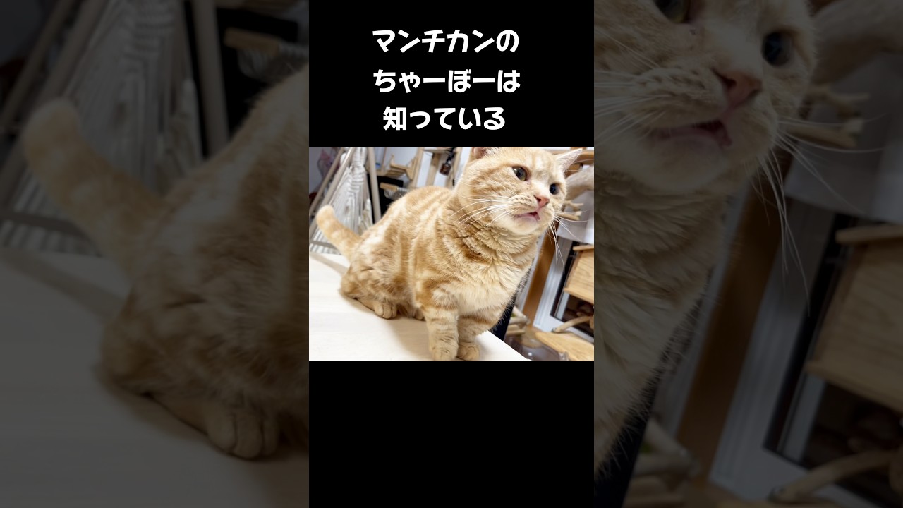 マンチカンのちゃーぼーは知っている #猫 #マンチカン #shorts