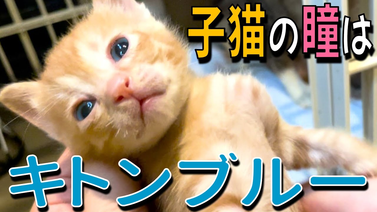 【22日目】子猫プロレスはじまる／友人が来る／子猫にひたすら目薬をうち続ける主（キトンブルーの目）