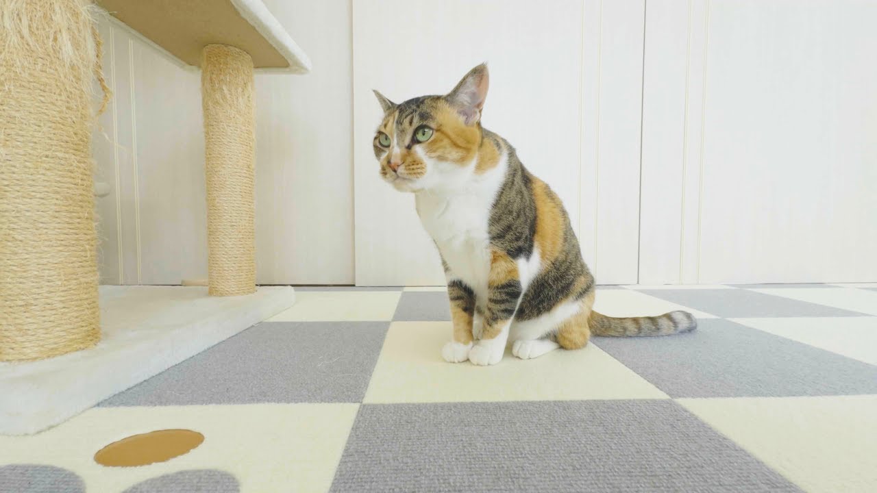 【ペルシャ猫】バースデーケーキの残りを先住猫にもあげてみたら警戒しつつも食べてくれました