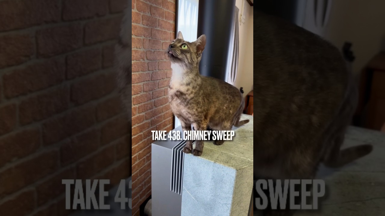 #煙突掃除屋さん が二人で二時間半かけて作業してたにゃ❗️怖くて緊張したにゃ‼️#煙突掃除 #薪ストーブライフ #エジプシャンマウスモーク #egxwptianmaucat #shorts