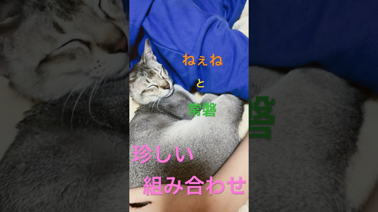 珍しい組み合わせ#シンガプーラ