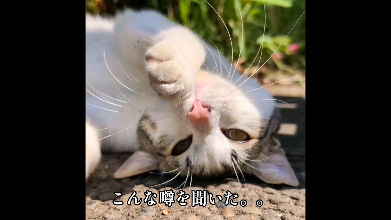 猫の電池【ネコが演じる　都市伝説18】#shorts #猫 #ネコ