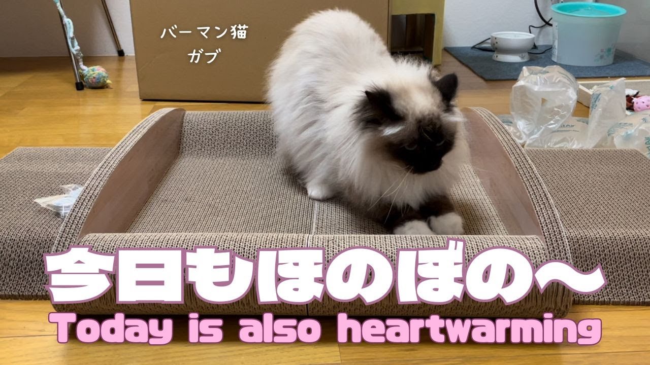 バーマン猫ラフとガブとミカ【今日もほのぼの〜】Today is also heartwarming（バーマン猫）Birman/Cat