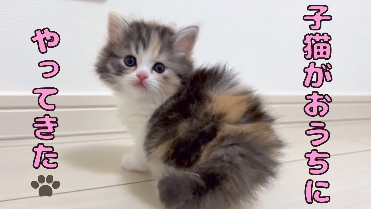 【お迎え初日】生後２カ月の子猫をおむかえしました！初日から寂しくて大暴れする子猫がかわいい【スコティッシュフォールド】