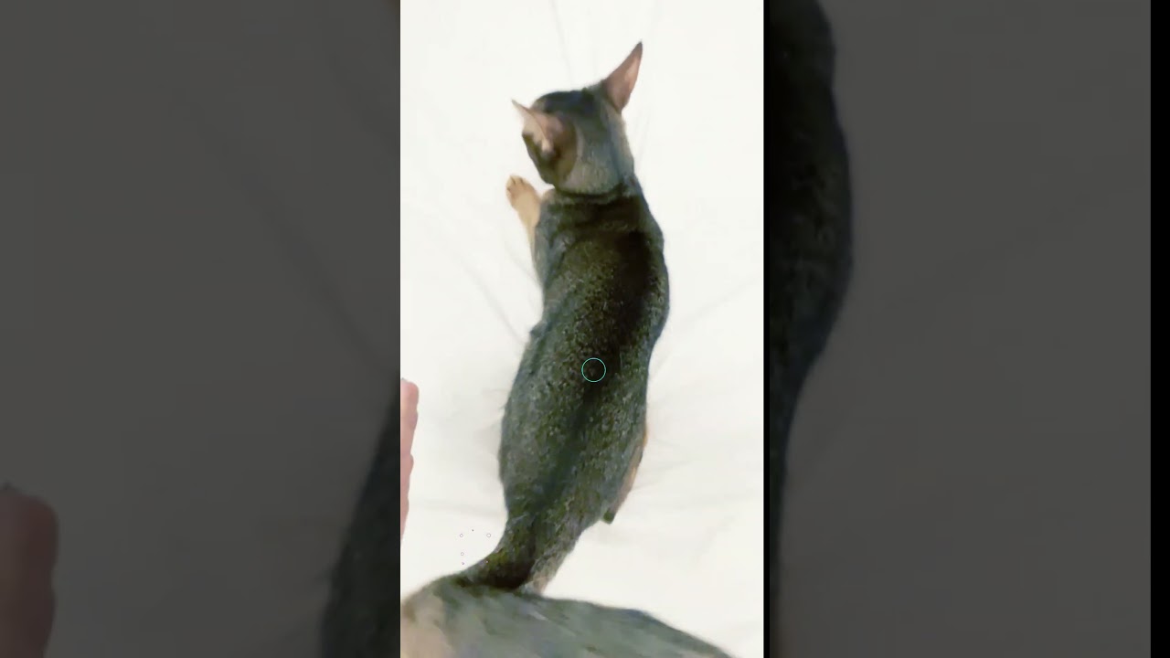 ケツドラム猫 #shorts #アビシニアン