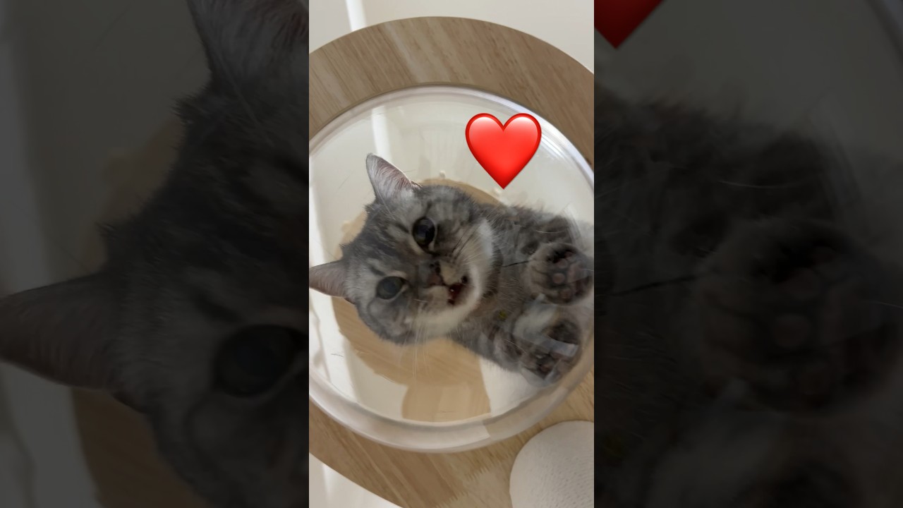猫のおやつタイムを下から覗いてみた😽 #猫 #マンチカン #cat #kitten #kitty #kittycat #catlover