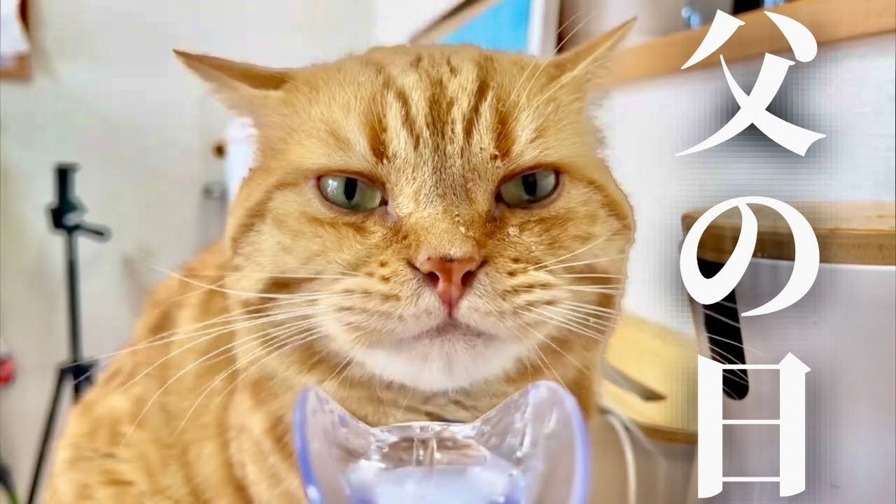 【父の日2024】イクメン猫茶々パパの一年を振り返りました！ #猫 #マンチカン