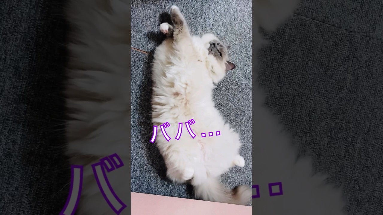 【anela】待ってろ、ばーちゃん#猫 #ラグドール #shorts