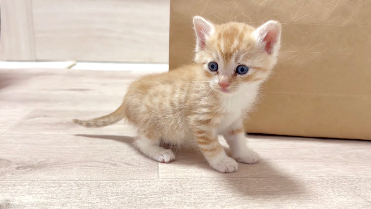 全身ノミだらけで保護された兄妹猫【かぐ告兄妹日記#8】Protected kitten with fleas all over.