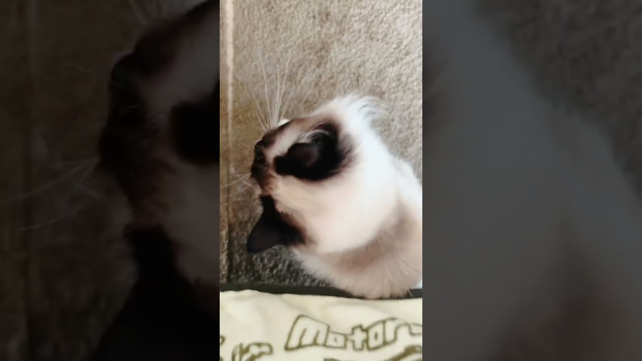 【ラグドール】ひとり遊びするリズ　 #猫 #cat #ねこ#ラグドール #shorts #日常