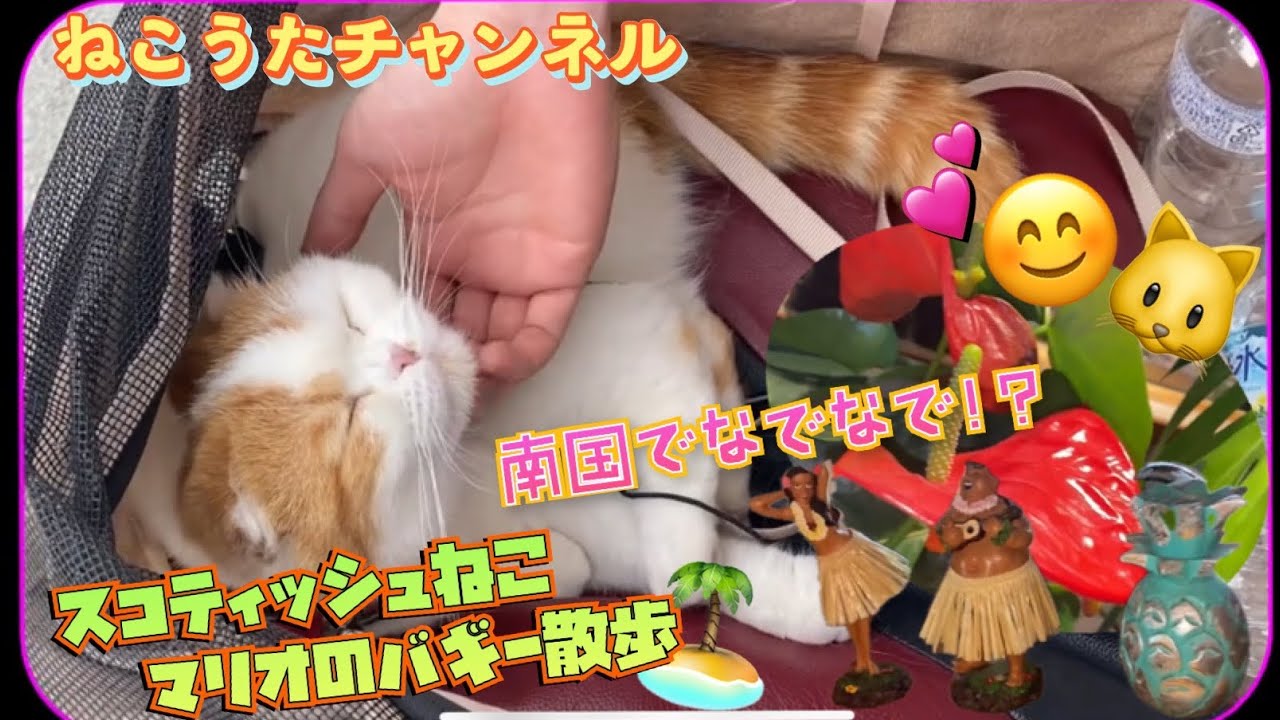 バギーで散歩するスコティッシュねこのマリオ君､本日南国ぽい散歩しました💐