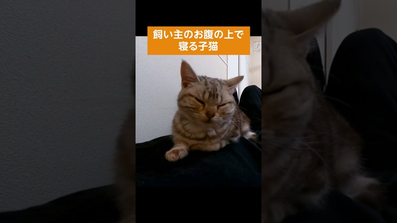 飼い主のお腹の上で寝る子猫【アメリカンショートヘアー】 #shorts #こねこ #アメショー