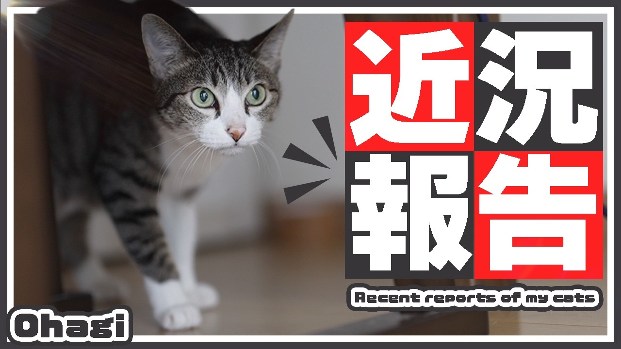猫の近況報告【2024年】