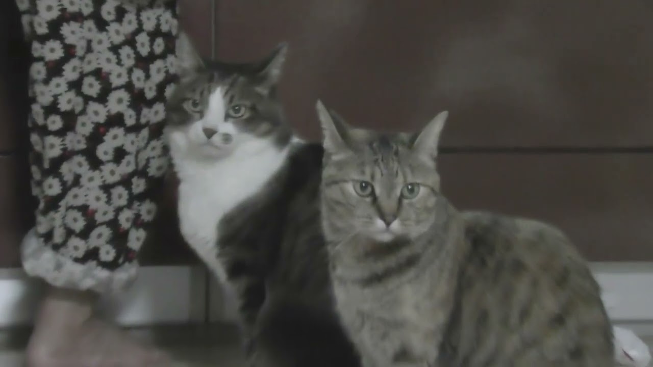 この日は妙に皆大人しく、お利口に夕飯を待つ猫達　202405B2