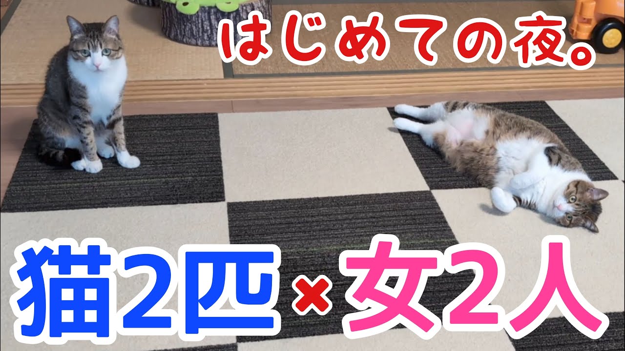 女2人と猫2匹で過ごした夜。vol.1107