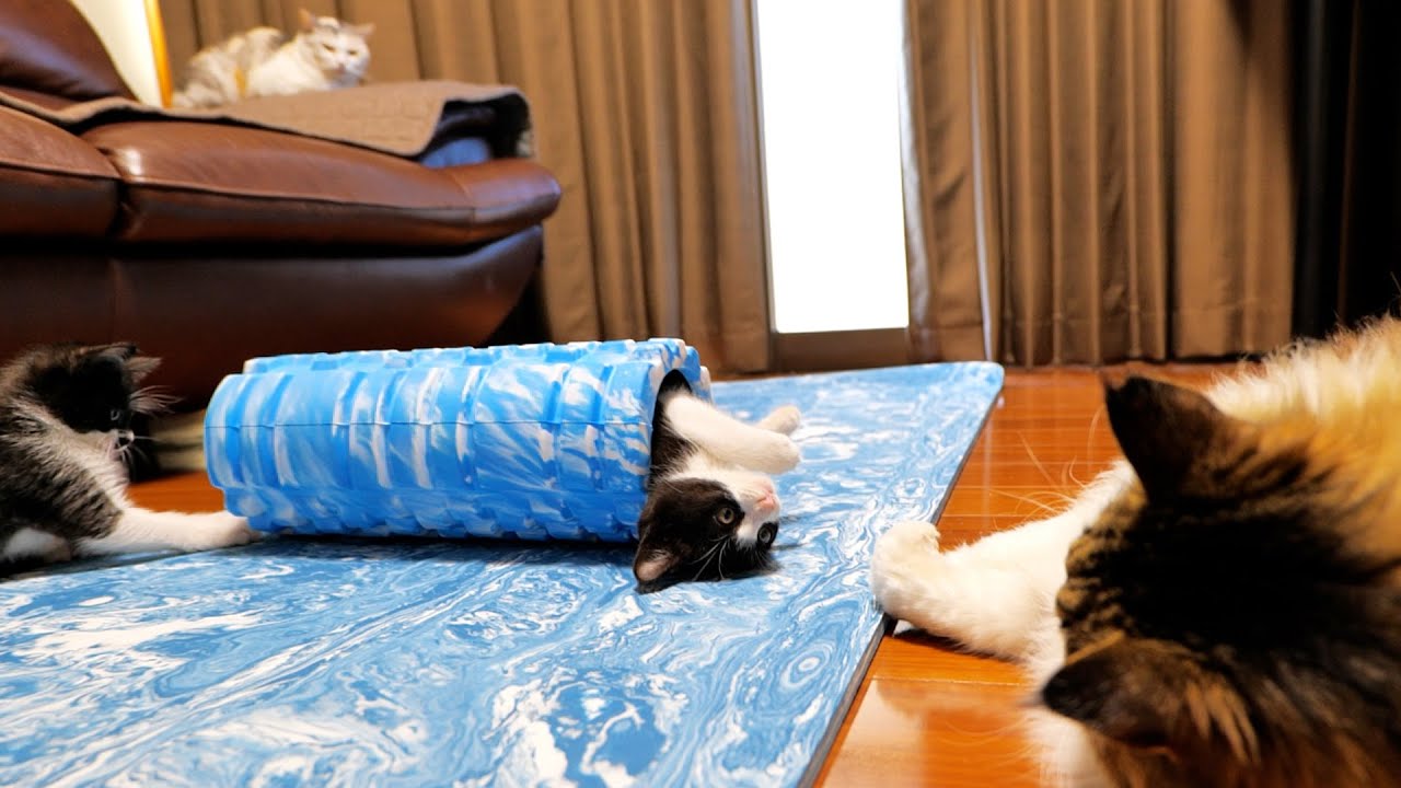 フォームローラーからちょっかいを出してくる子猫達🐈【仲良し子猫姉妹の成長記録】