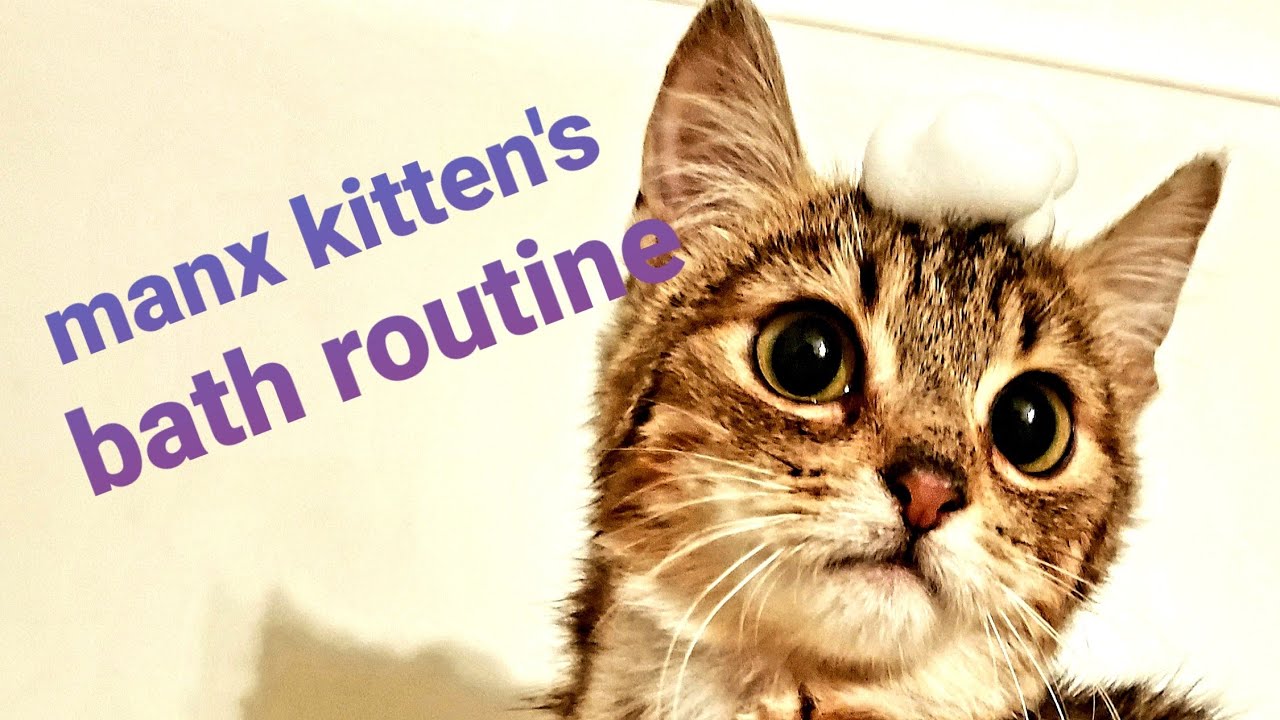 Manx Syndrome Kitten's Morning Butt Bath Routine