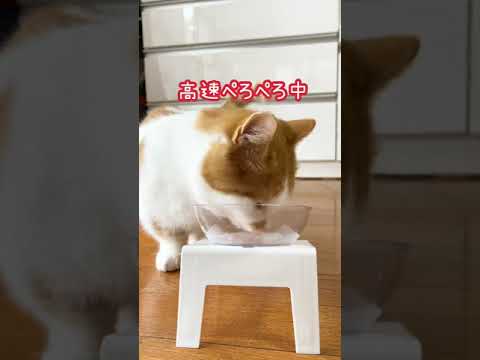 ちゅ～るをください‼️【短足マンチカン】#shorts