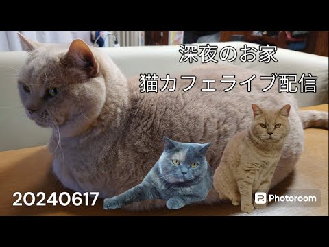 深夜のお家猫カフェライブ配信　８７